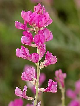 Hedysarum boreale 250 seeds