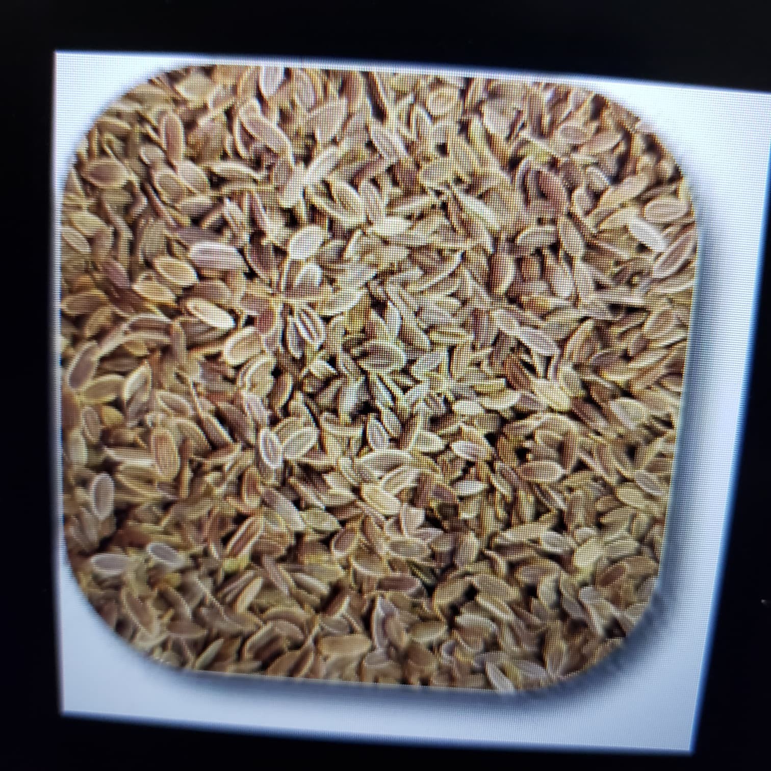 1000 Dill Seeds | Heirloom | Non-GMO | Fresh Garden Seeds Free Shipping USA Sell