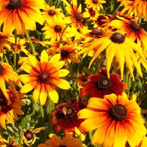 2,500 To 10,000 Gloriosa Daisy Flower Seed Rudbeckia Hirta Long Season Perennial