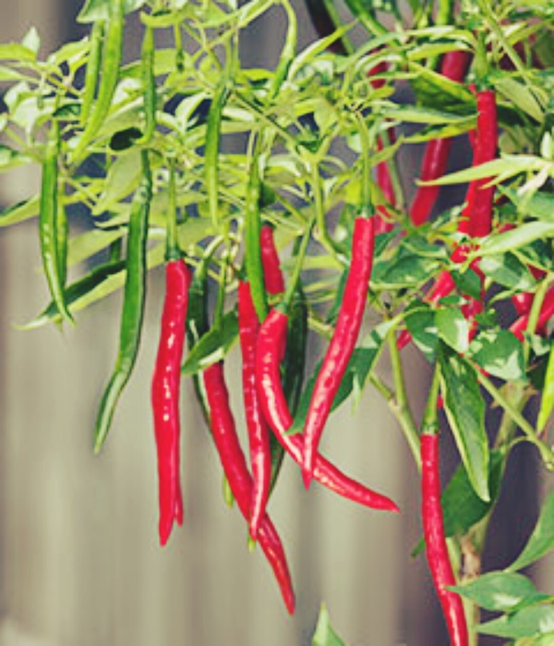 50+ Hot Cayenne long slim Pepper Seeds | Heirloom & Non-GMO | Fresh Seeds