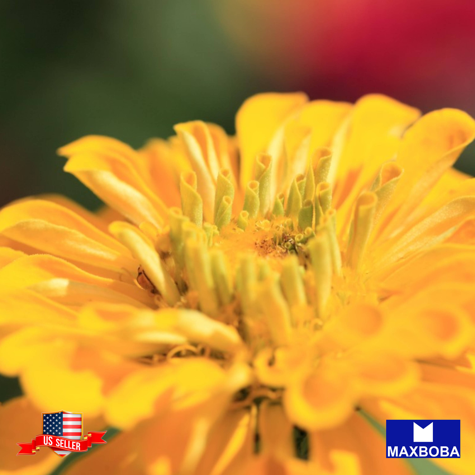 Zinnia Seeds Canary Bird Non-GMO Heirloom