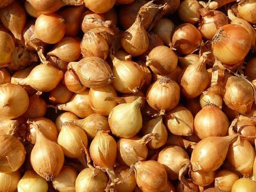 Onion Seeds, Texas Early Grano Onion Seeds,”COOL BEANS N SPROUTS” Brand. Home G