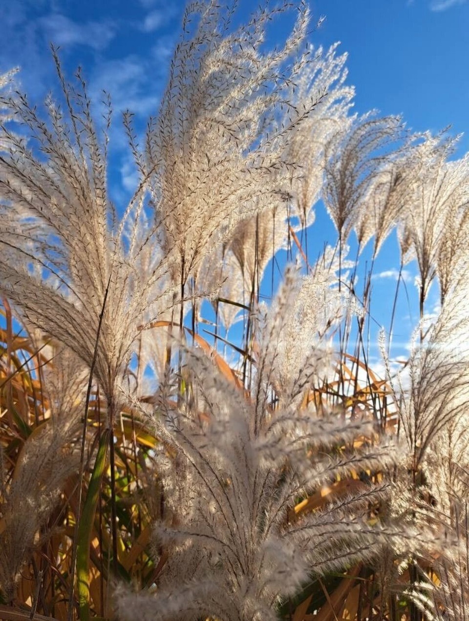 35+ Maiden Grass Seeds Gracillimus Perennial Grass Seed Miscanthus sinensis Seed