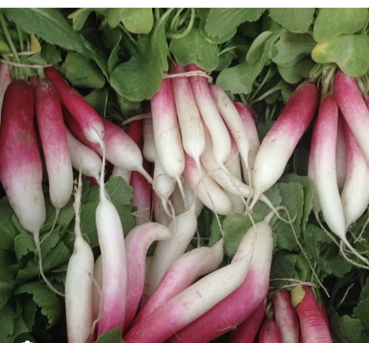 700mg French Breakfast Radish Seeds | 100% Non-GMO | Heirloom | Fresh Seeds