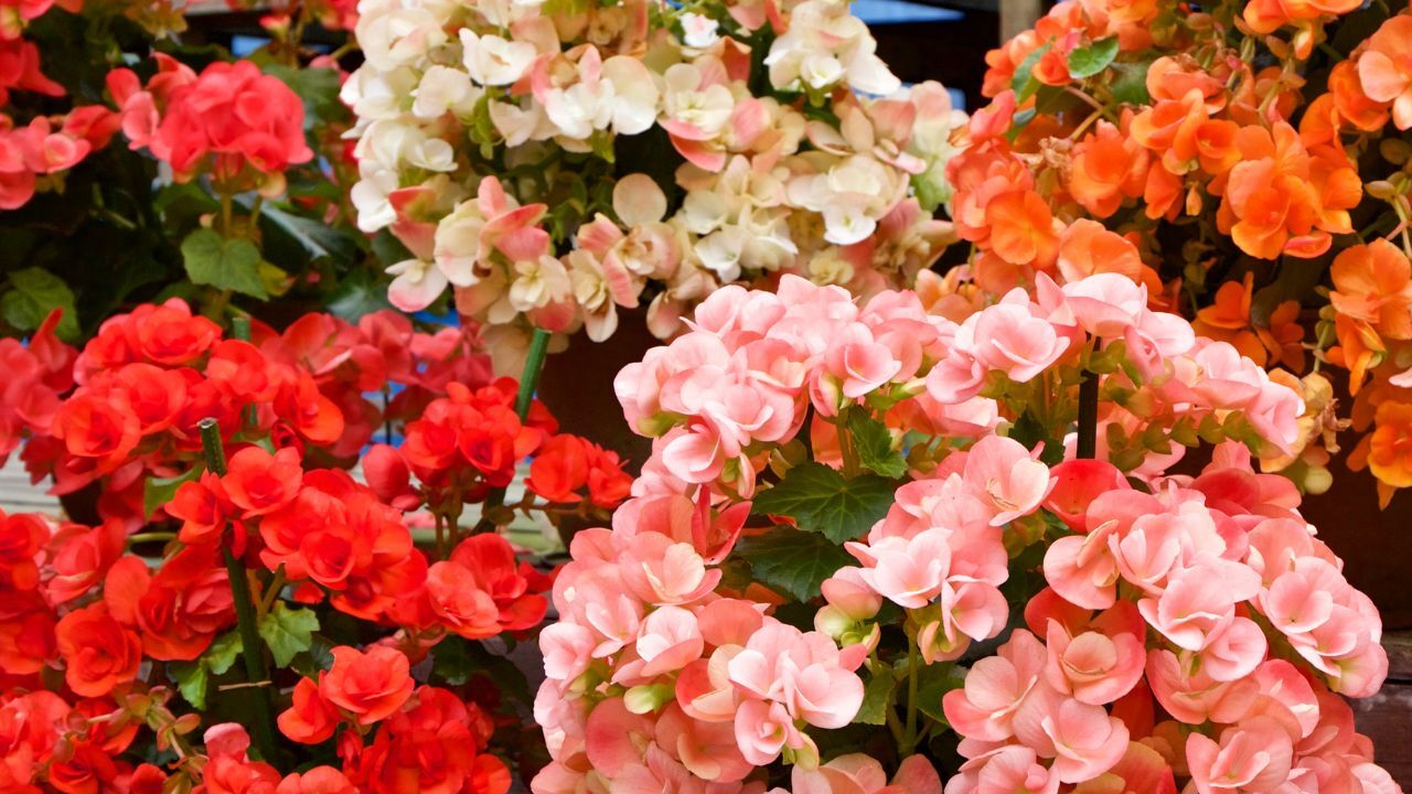 Packet Begonia Seeds – Fragrant – 45 Seeds