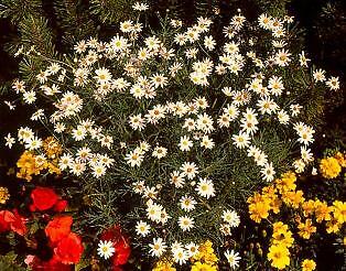 Argyranthemum Snow White 500 seeds