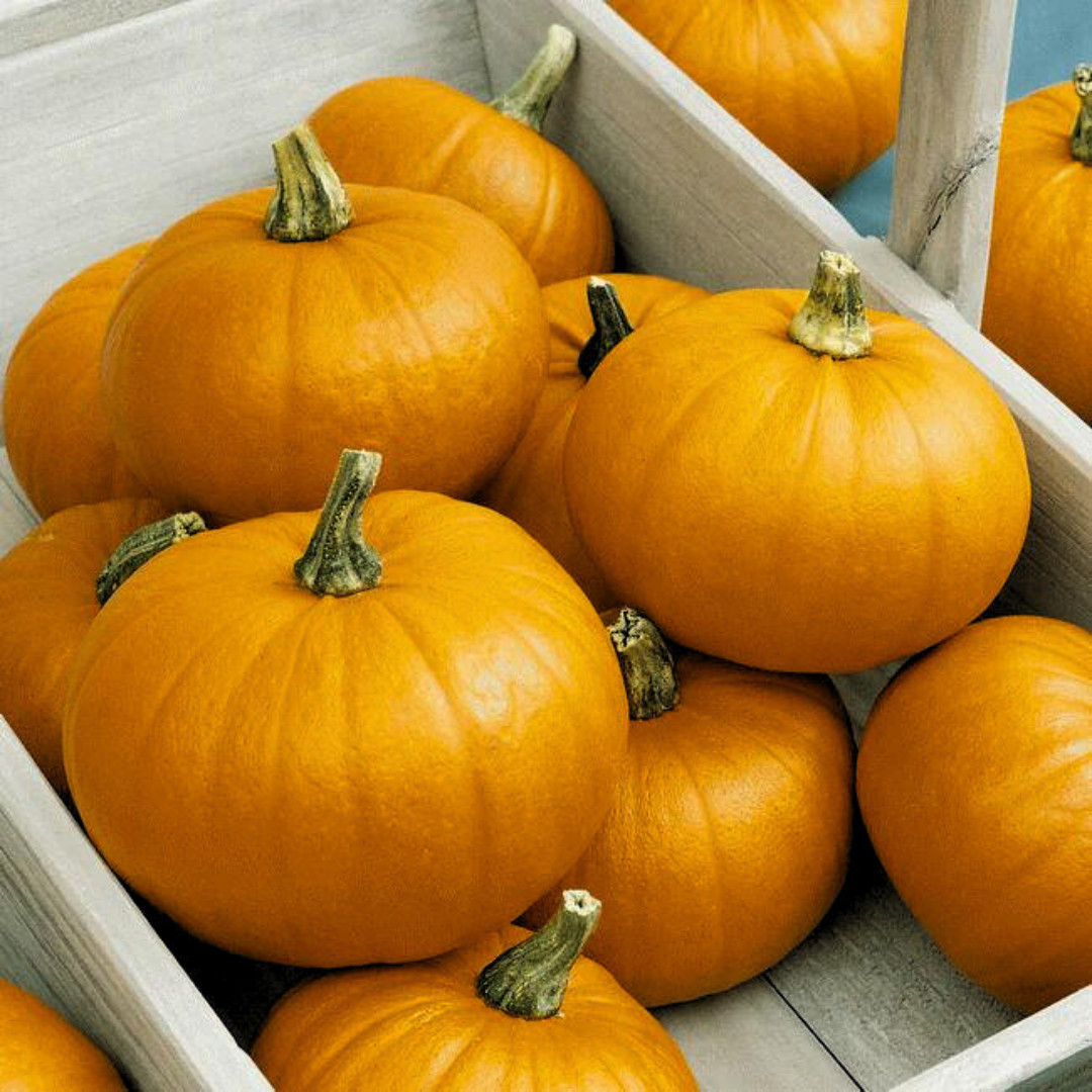 Fresh Small Sugar Pumpkin Seeds | Heirloom Non-GMO | Fresh Vegetable Seeds
