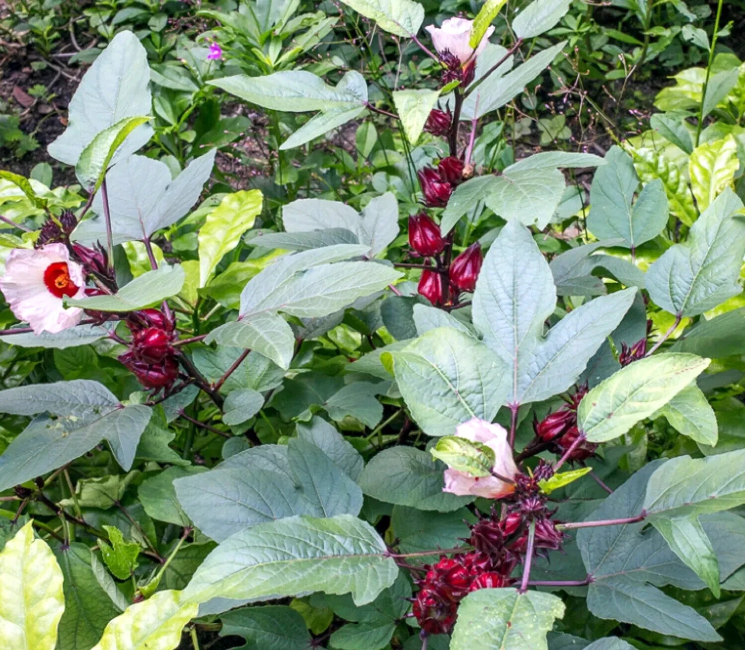 Roselle Seeds Hibiscus sab Jamaican Sorrel Florida Cranberry RARE LUOSHEN FLOWER