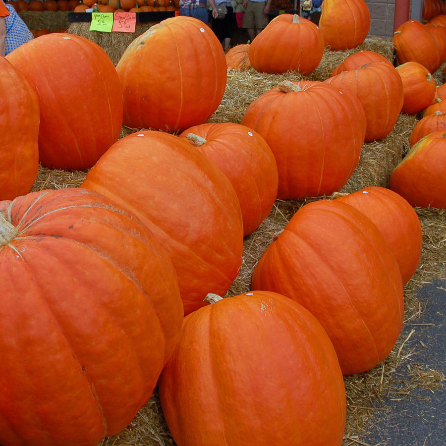 Pumpkin Seed: Big Max Pumpkins Fresh Seed FREE Shipping