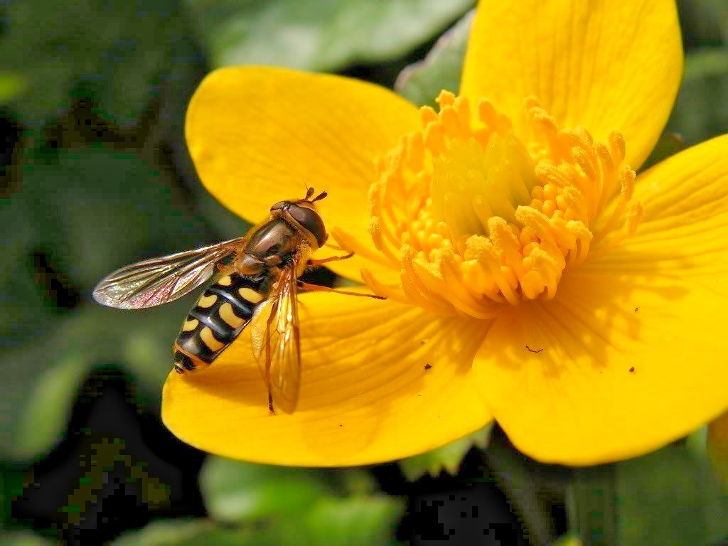 100+SWAMP MARIGOLD Seeds Tickseed Native Wildflower Shrub Bush Flowers Fast Easy