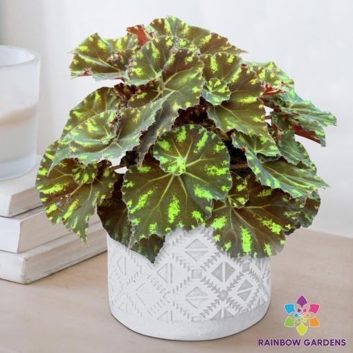25+ Neon Splash Begonia Seeds for Garden Planting – USA – FREE SHIPPING!