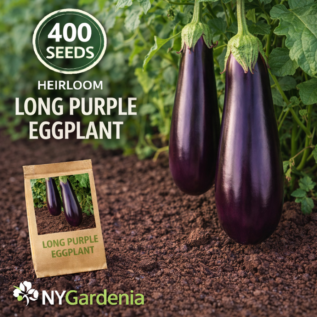 400 Long Purple Eggplant Seeds Heirloom Vegetable Garden High Yield