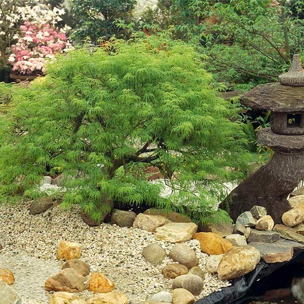 Japanese Maple (viridis) Live Plants