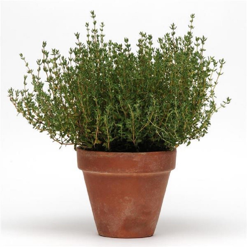 50 Multi Pelleted Seeds Simply Herb Seeds Thyme Seeds