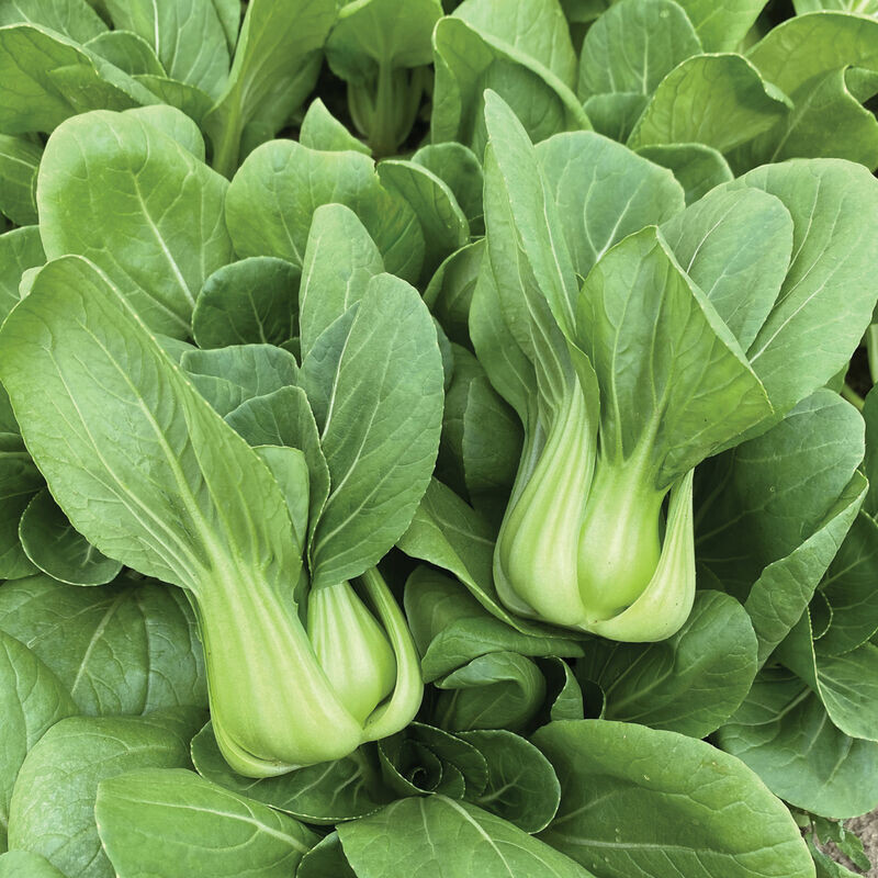 250 Little Shanghai Pak Choi Cabbage Seeds Bok Choy, Asian Greens, NON-GMO