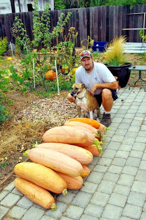 FANTASTIC FLAVOR Pink Banana Winter Squash 20 Fresh Seeds GOURMET TYPE HEY CHEF!