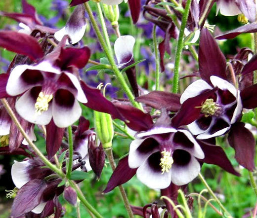 COLUMBINE WILLIAM GUINNESS Aquilegia Vulgaris – 250 Bulk Seeds