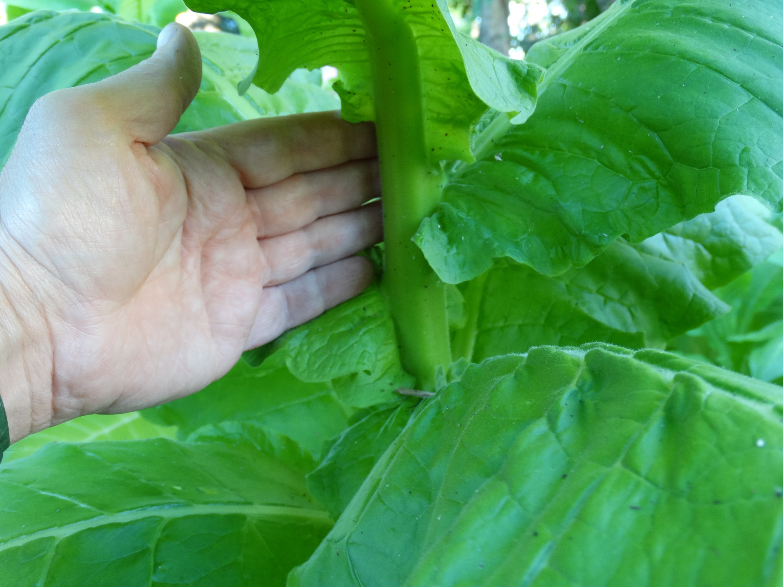 HERZEGOVINA FLOR TOBACCO SEEDS 2000+ STRONG HIGH NICOTINE 2023 HEAVY PRODUCER