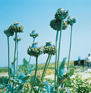 Papaver Hens and Chickens 2,000 seeds