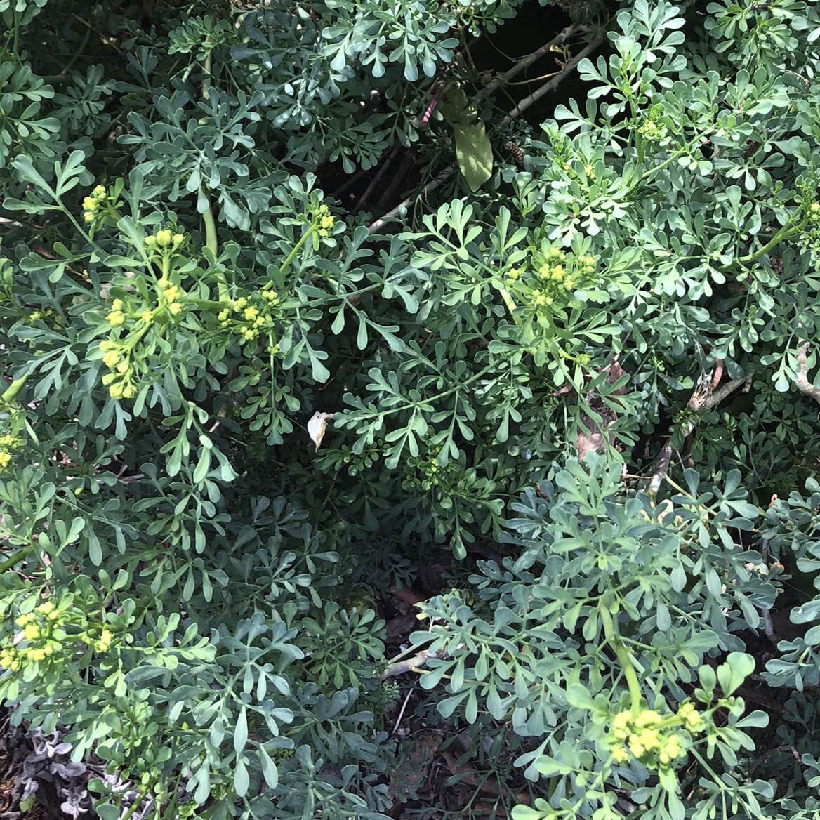 Rue Seeds (Ruta graveolens) 100 Seeds (0.2 Grams)