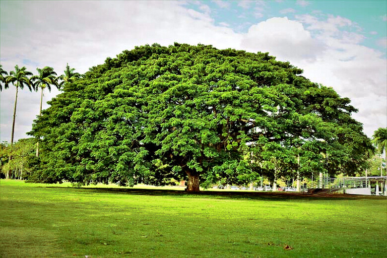 20 RAIN TREE SEEDS Monkey Pod (Albizia saman) Tropical Flower Bonsai Plant RARE