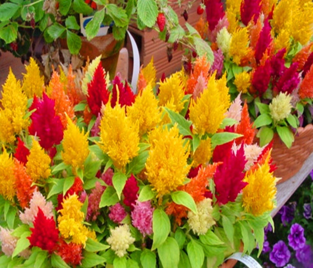 550 Pampas Plume Celosia Seeds Mix of 8 Varieties Pure heirloom seeds Cockscomb