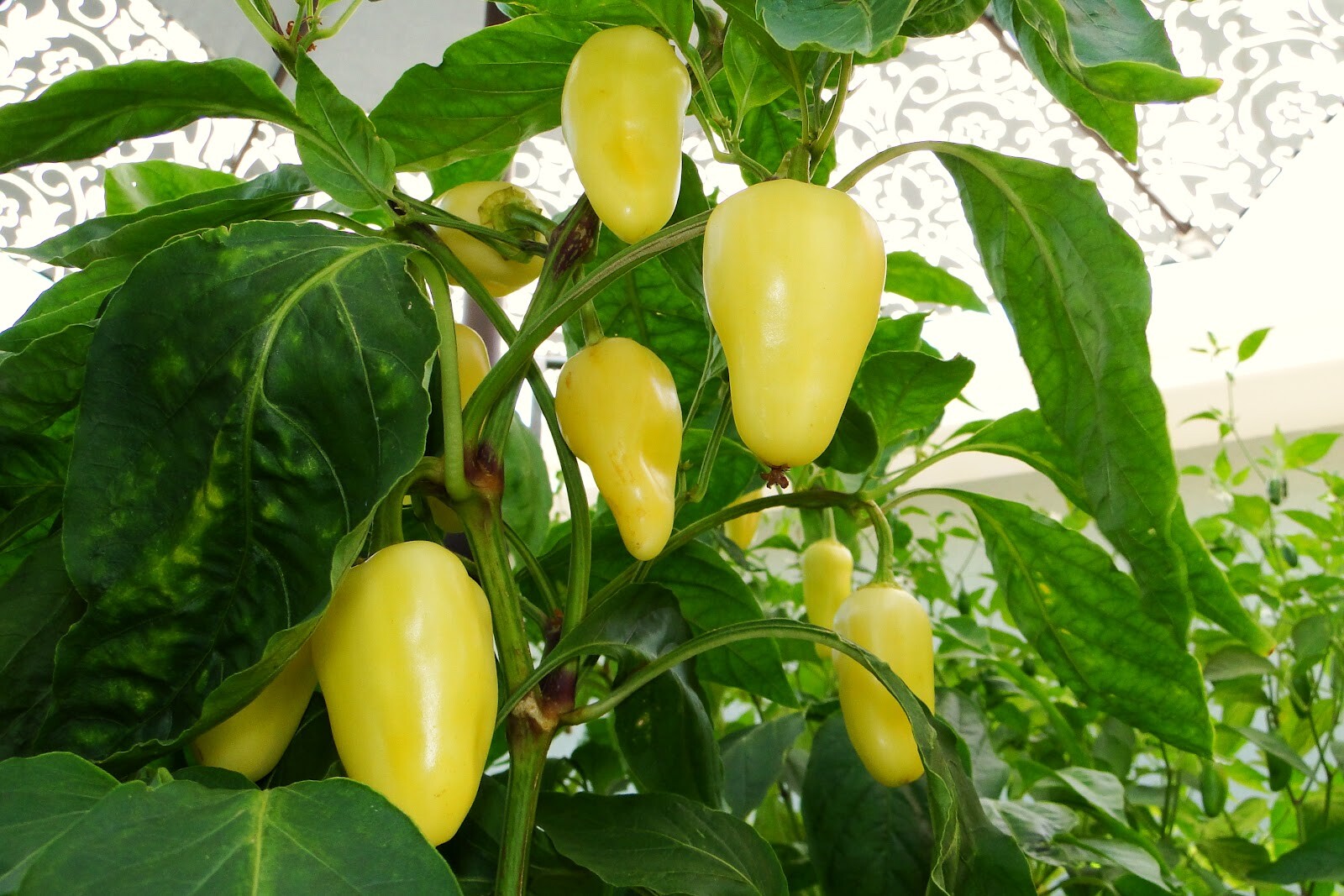 Mariachi Pepper Seeds – 10 seeds. Mild hot/Sweet Flavor. Vigorous growing plant.