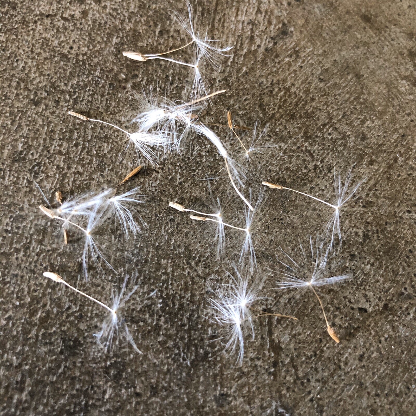 Organic Dandelion Seeds 200ct – w/ or without wisps(please specify in comments)