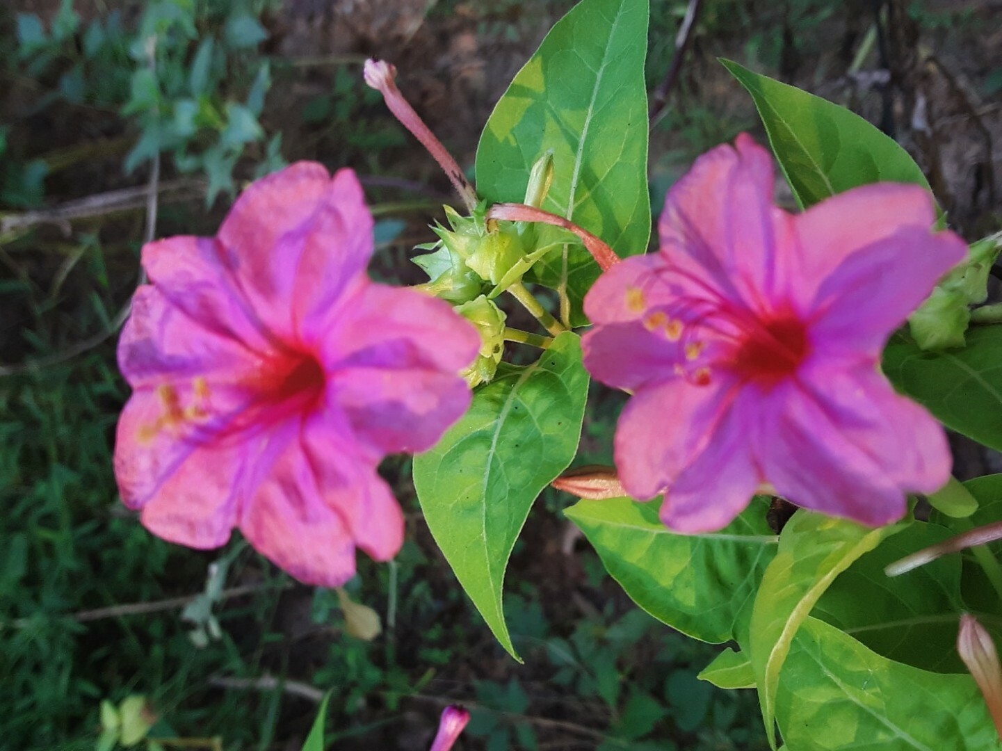 15 Rare Pinkish Orange Four O’clock Perennial Flower Seeds.US Grown seeds.