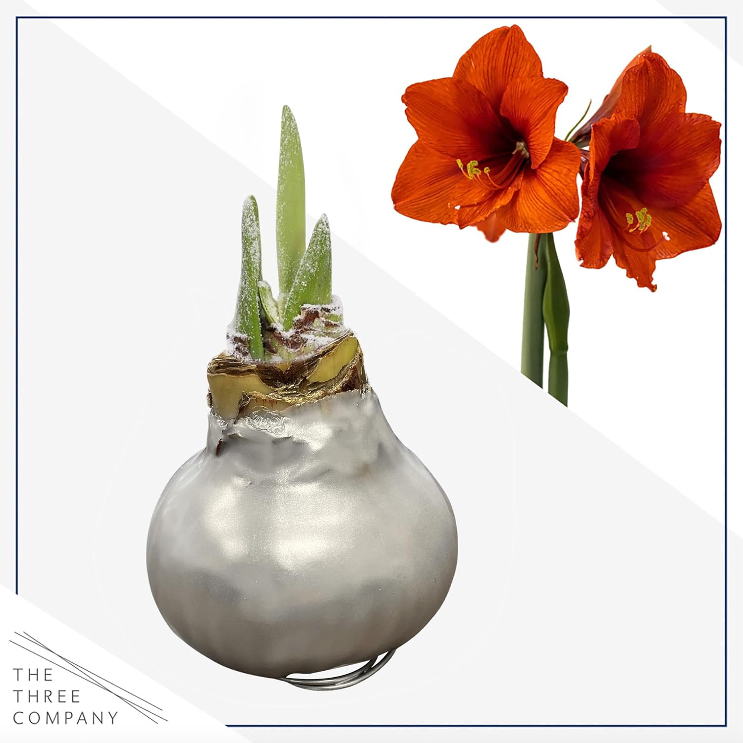 Waxed Amaryllis Bulb – Silver Wax with Red Blooms – Live Holiday Gift Plant, Eas