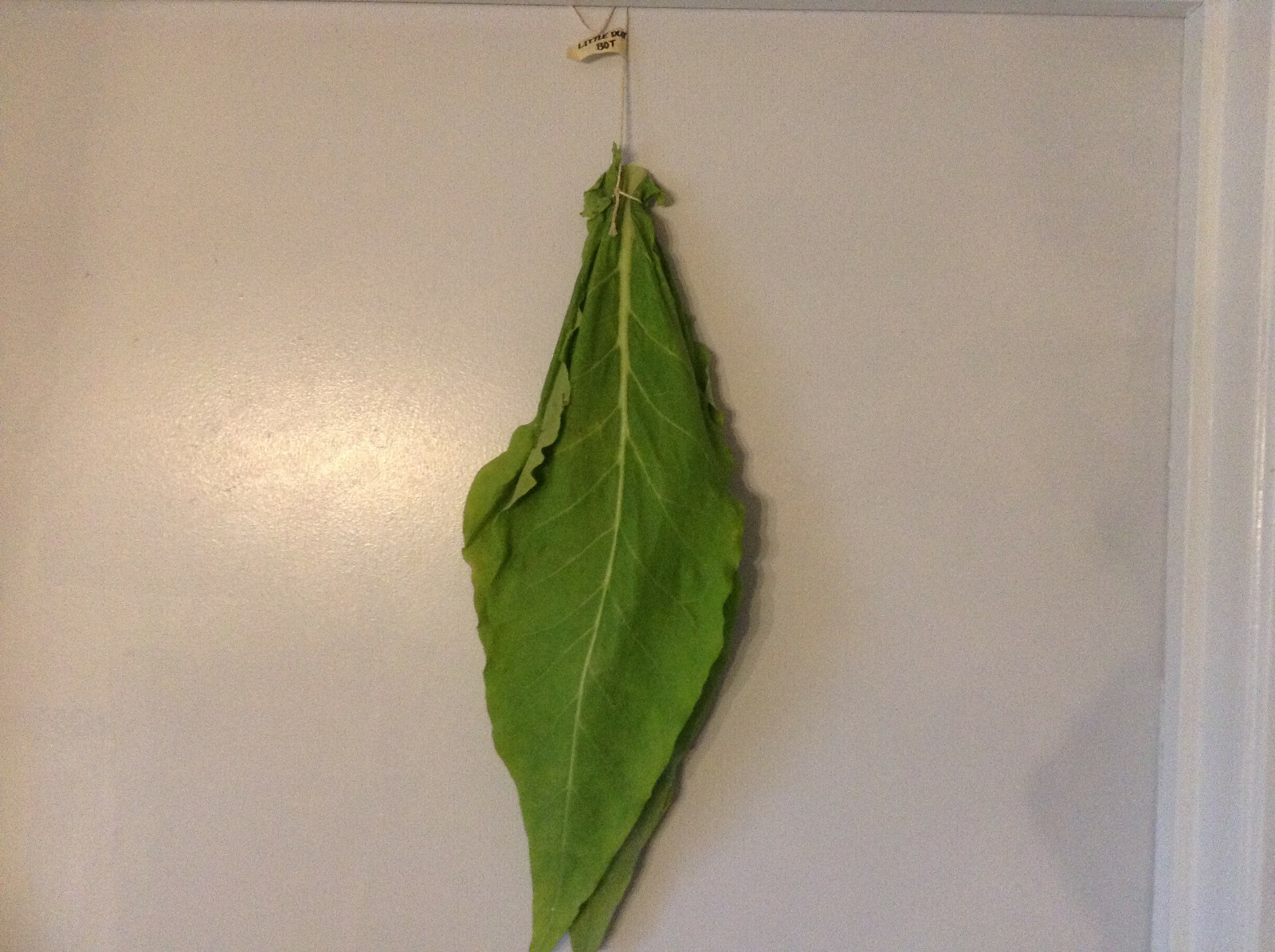 Little Dutch Tobacco – Nicotiana seeds (1000+ per packet)