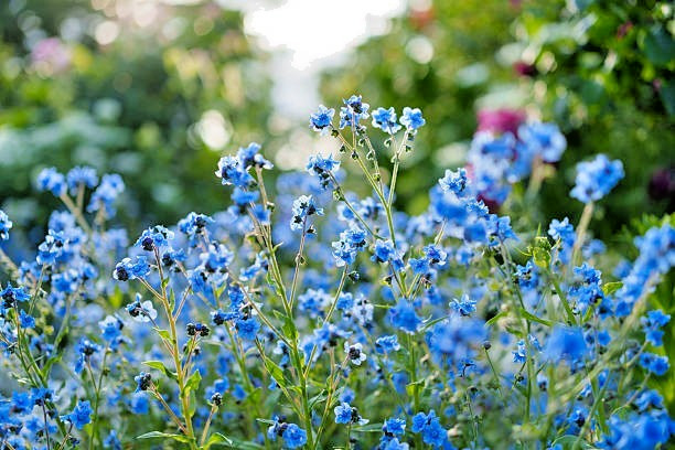 200 FORGET ME NOT SEEDS | 2026 SALE FREE SHIPPING NON GMO HEIRLOOM