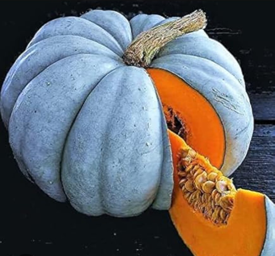 10 ct Triamble Blue Pumpkin Seeds | Shamrock Jarrahdale Squash Seed 2025