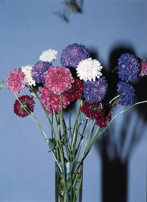 Scabiosa QIS Mix 1,000 seeds