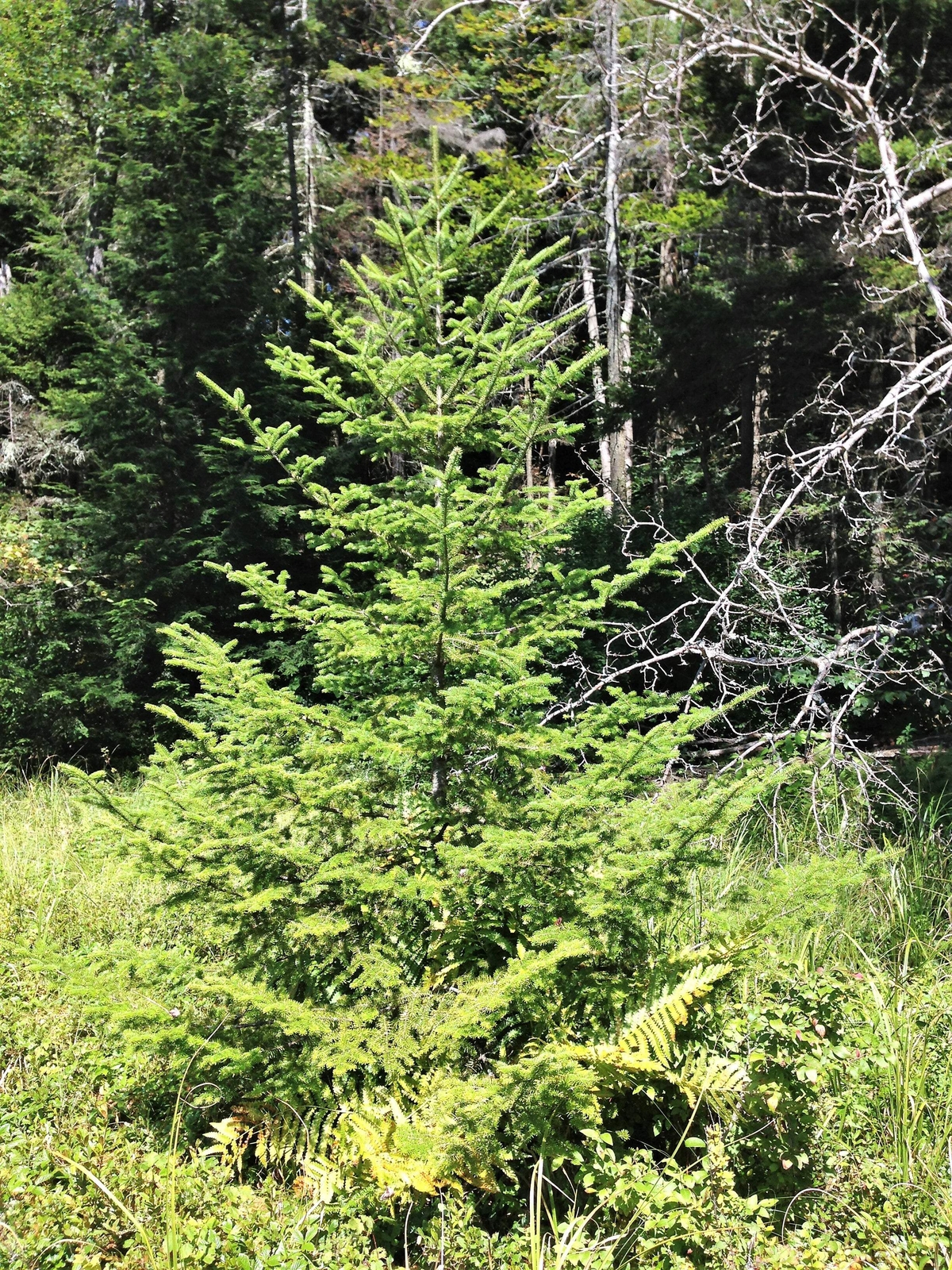 30 BALSAM FIR Tree Abies Balsamea Christmas Tree Silver Pine Canadian Fir Seeds
