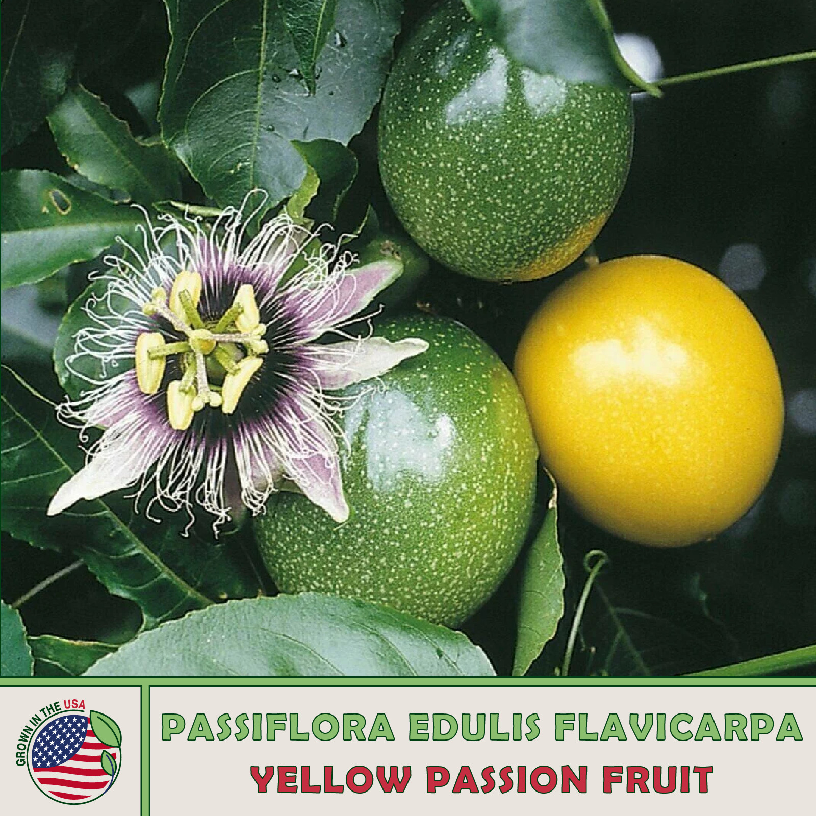 10 Yellow Passion Fruit Seeds, Passiflora edulis, Heirloom, Non-GMO, Genuine US