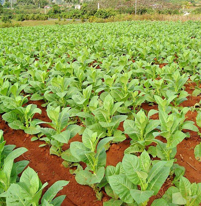2,000 PERIQUE TOBACCO Seeds *FREE Shipping!* Nicotiana tabacum, Oriental Tobacco