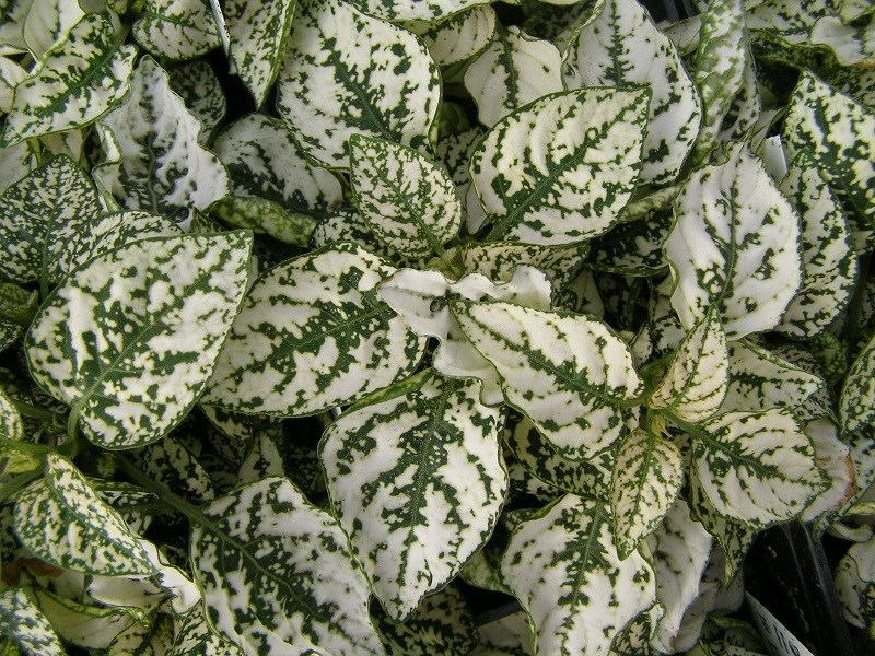 25+ HYPOESTES POLKA DOT PLANT SPLASH WHITE FLOWER SEEDS / SHADE LOVING