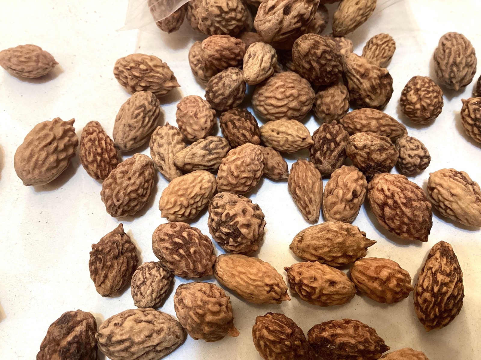 Jujube Tree Seeds ZIZIPHUS JUJUBA Chinese Date Tsao Garden Shrub Seeds