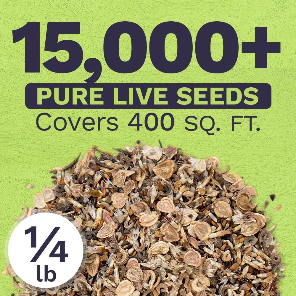 Bulk Annual Quick Blooming Wildflower Seeds 1/4 Pound 30000 Open Pollinated