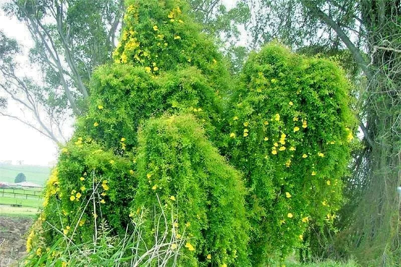 20 CATS CLAW CREEPER SEEDS – Dolichandra unguis-cati