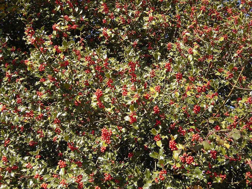English Holly, Ilex aquifolium, Tree Seeds (Showy Evergreen, Hedge)