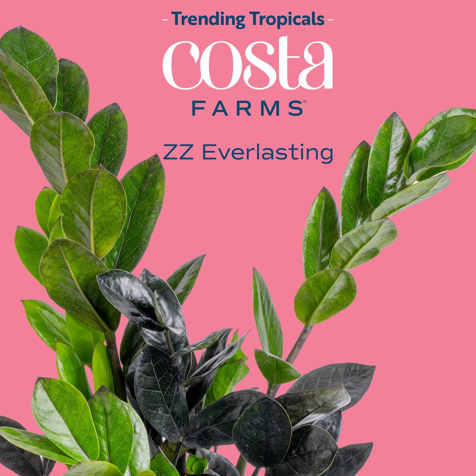 Costa Farms Everlasting ZZ Live Plant in Self Watering Pot, Easy to Maintain,…