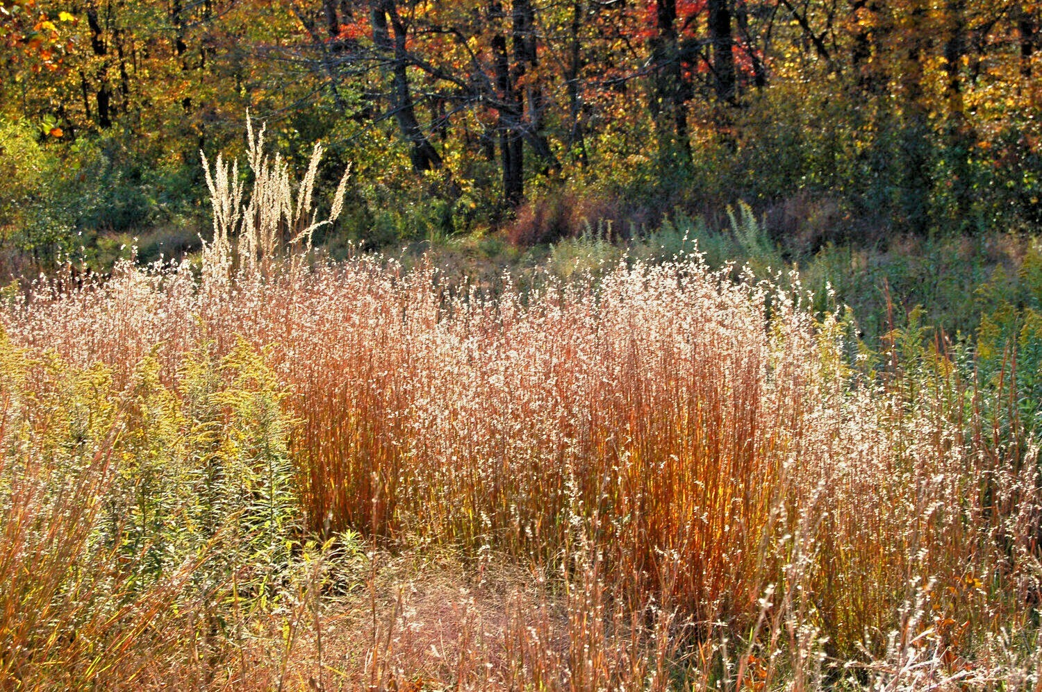 501+ LITTLE BLUESTEM Seeds Native Prairie Grass Ornamental Perennial Fall Colors