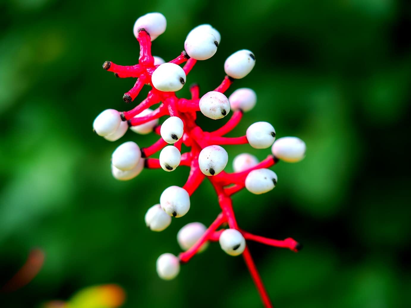 Doll’s Eyes Wildflower Seeds – 20+ Seeds of Actaea pachypoda – Non-GMO Seeds – S