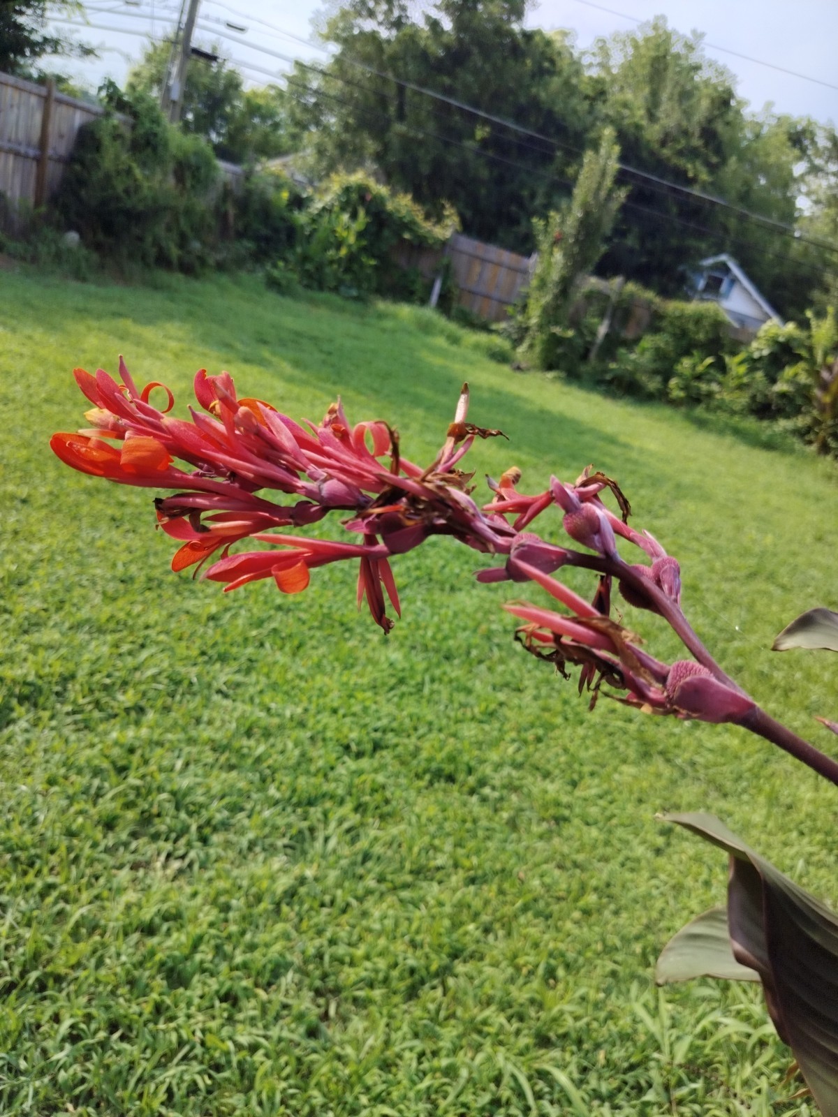 5 Canna Lilies Orange Flowers Plants Bronze Leaf Rhizomes Caña de las Indias