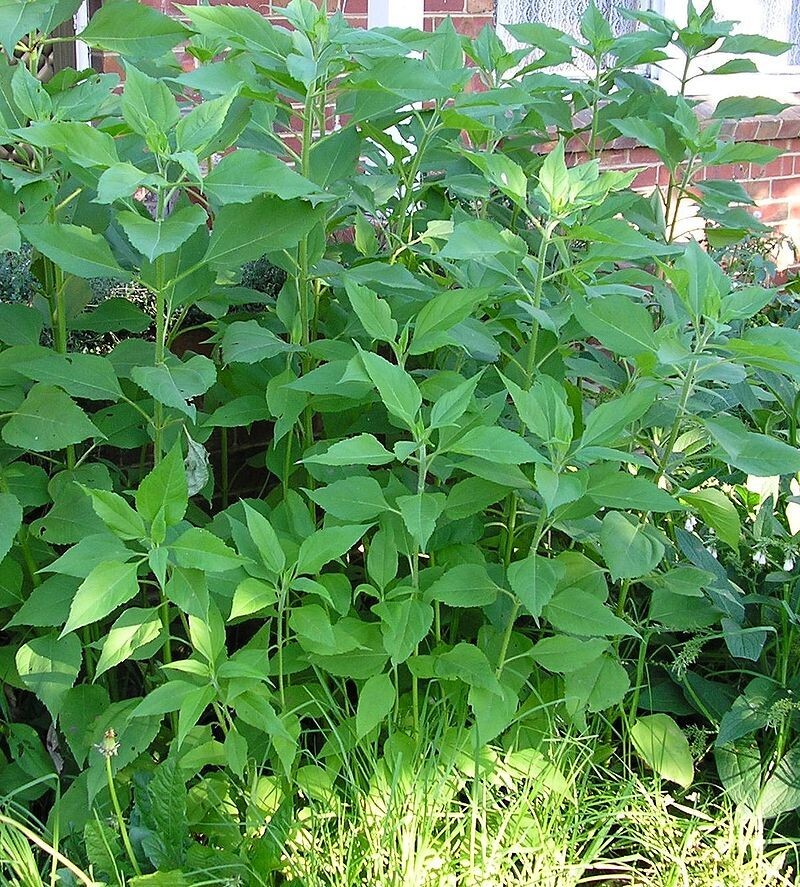10 tubers Jerusalem Artichoke Organic Tubers – Sunchokes, Sun root, Earth Apple