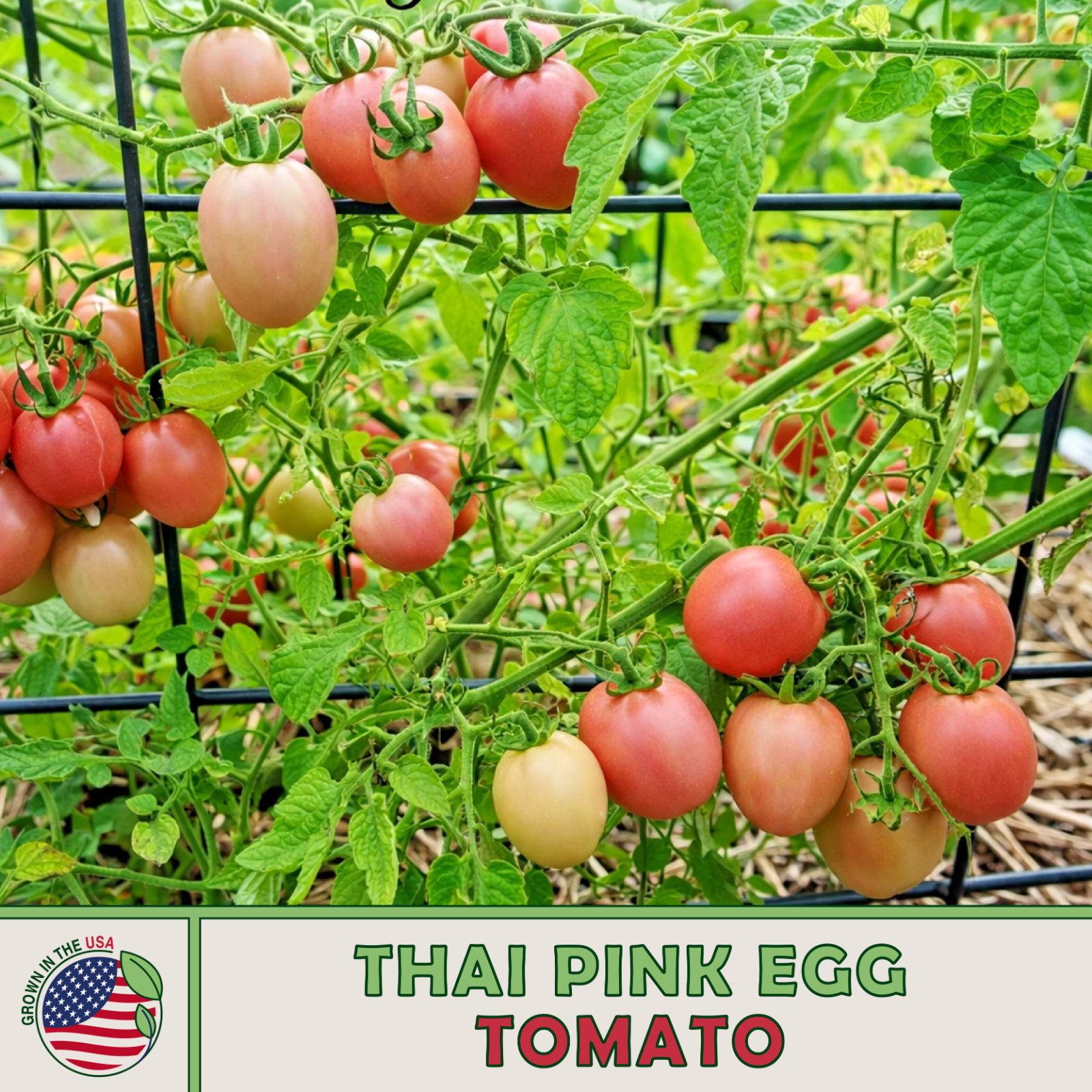 25 Organic Thai Pink Egg Cooking Tomato Seeds, Heirloom, Non GMO, Genuine USA