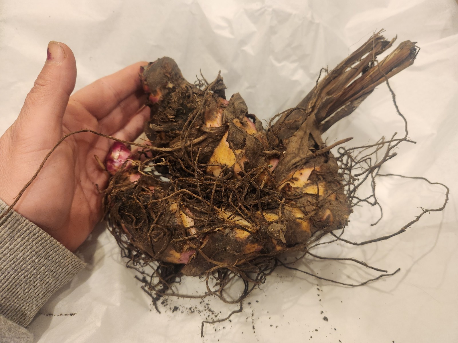 Lot Of 3 GIANT 12ft Tall MUSIFOLIA Canna Lily Rhizome Bronze/green Red Orange