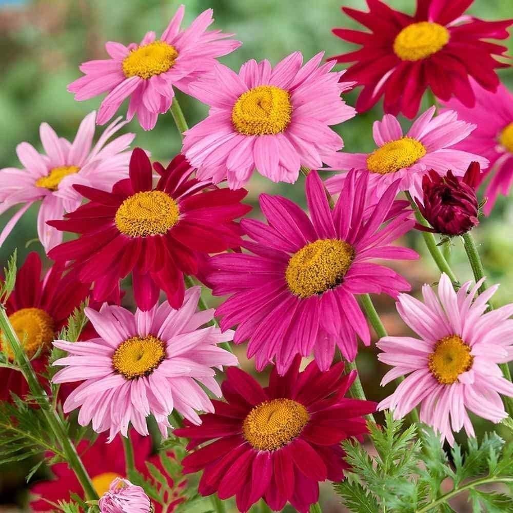 Painted Daisy Seeds – 2000+ Pyrethrum Tanacetum Coccineum for Elegant Gardens